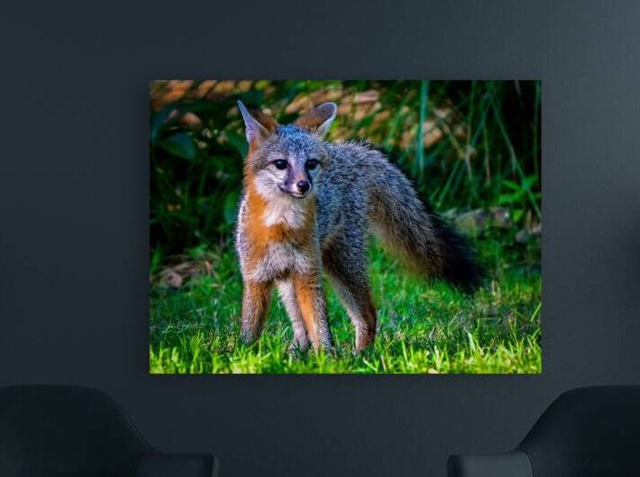 DSC 2624 Grey Fox 2 by jamiesart