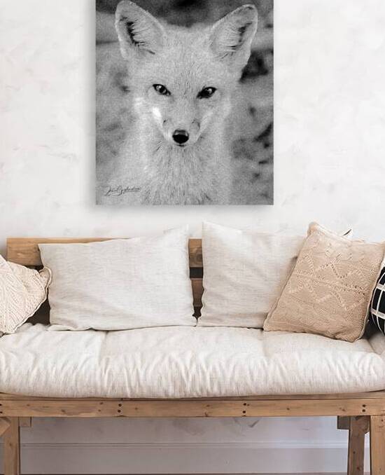 DSC 0952 2 B & W fox 1 by jamiesart