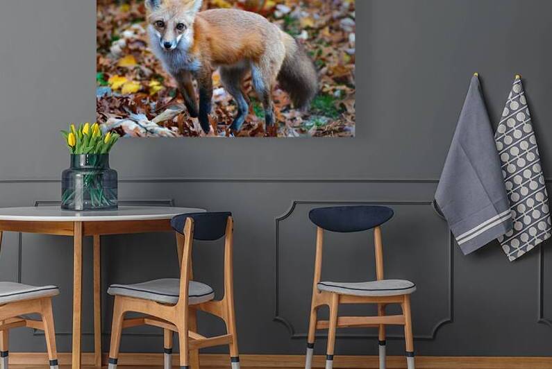 DSC 0733 RedFox 8 by jamiesart