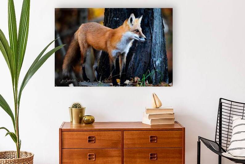 DSC 0700 Red Fox 9 by jamiesart