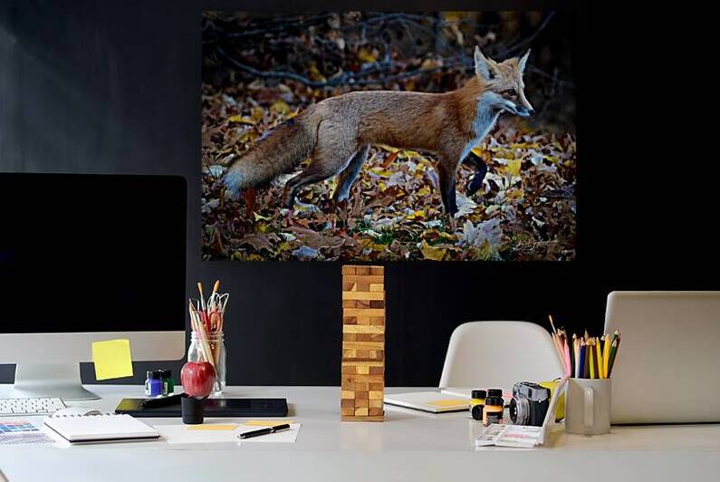 DSC 0513 3 Red Fox 10 by jamiesart