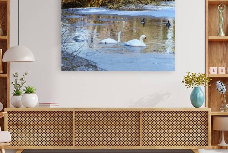 Mute swan family by Tony J Hulme