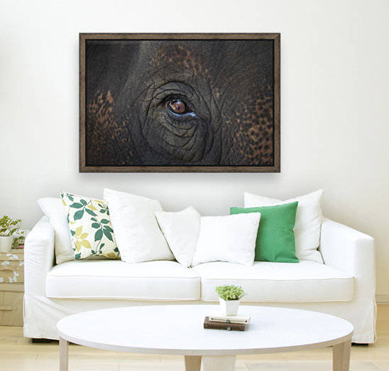 Closeup Of An Animal's Eye by PacificStock