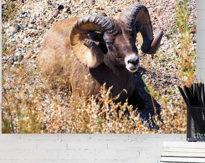 Badlands Bighorn Sheep Relaxing by Bill Swartwout Photography