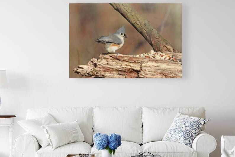 Windblown Tufted Titmouse by Deb Oppermann