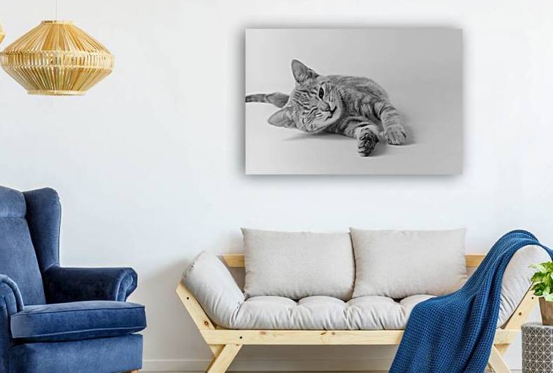 1970s YOUNG CAT STRETCHING ON THE FLOOR WINKING 186173 by Panoramic Images