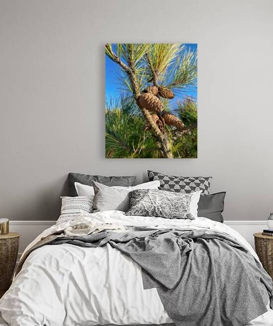 Loblolly Pinecone Assateague Island by Bill Swartwout Photography