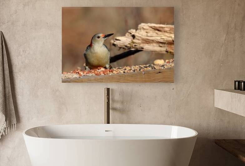 Red Bellied Woodpecker Posing by Deb Oppermann