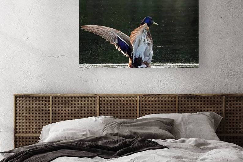 Drake Mallard Playing In The Water by Deb Oppermann