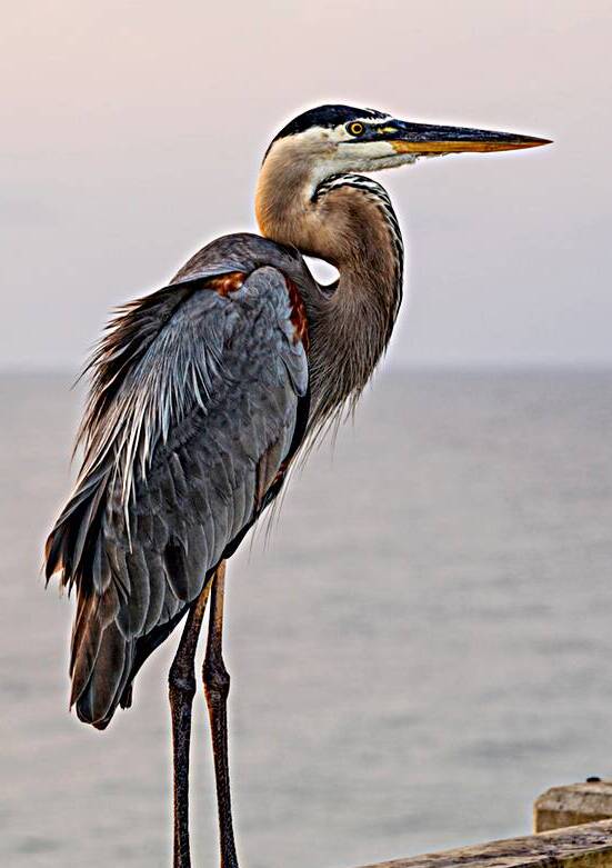 Great Blue Heron On A Pink Morning by Jennifer White