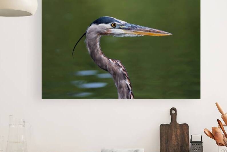 Great Blue Heron - Steely Gaze by Chad Meyer