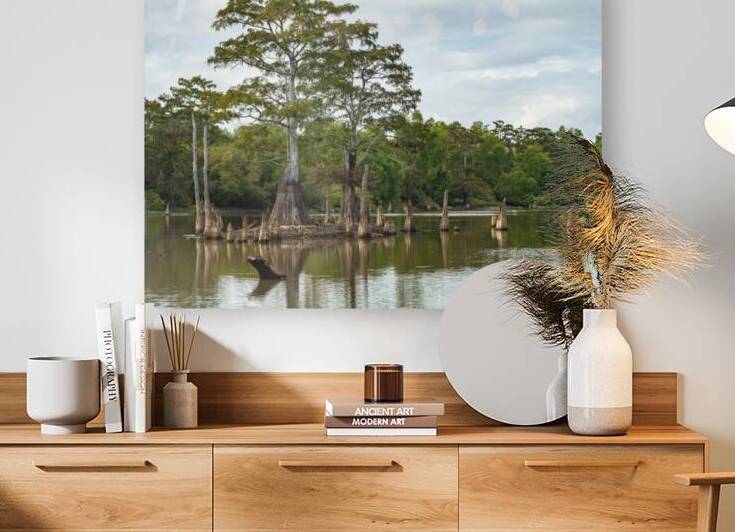 Large bald cypress trees rise out of water in Atchafalaya basin by Steve Heap