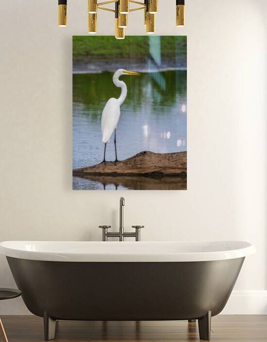 Great Egret on the stumps of bald cypress trees in Atchafalaya b by Steve Heap