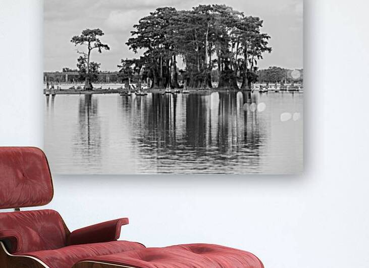 Stand of bald cypress trees rise out of water in Atchafalaya bas by Steve Heap