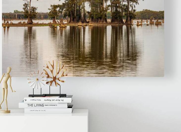 Stand of bald cypress trees rise out of water in Atchafalaya bas by Steve Heap