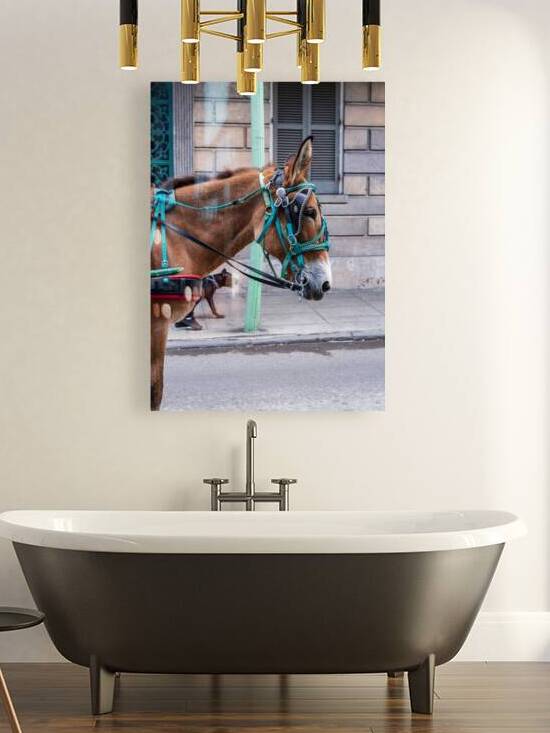 Portrait of horse pulling carriage with black dog on sidewalk by Steve Heap