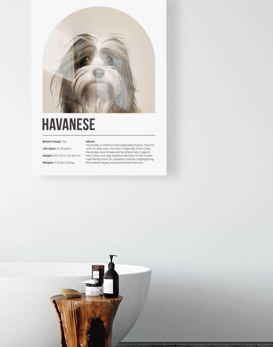 Havanese Informative Poster by Windawn