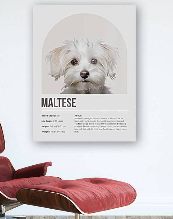 Maltese Informative Poster by Windawn