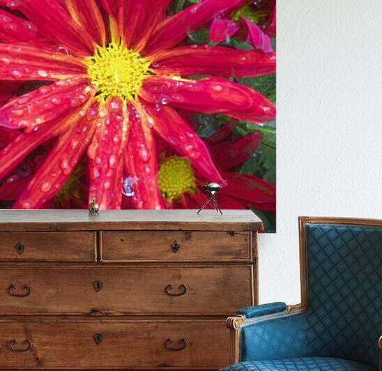 Mums the Word Chrysanthemum X103  by Rich Franco