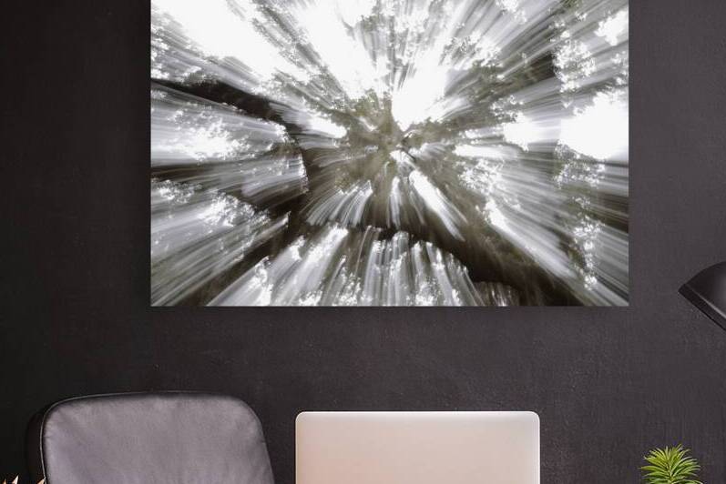 Tree Top with Spanish Moss by Peter Sturgis