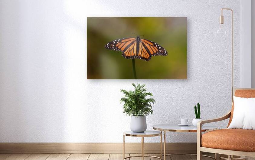 Monarch Butterfly - Wings of Royalty by Chad Meyer