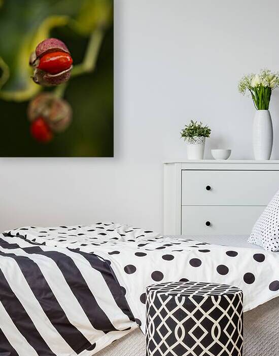 Golden Euonymus Shrub With Berry  by Iris H Richardson