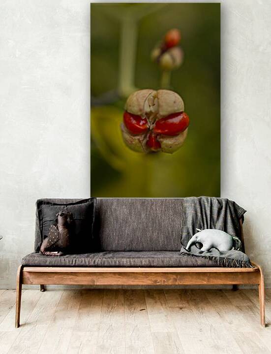 Golden Euonymus Berry by Iris H Richardson