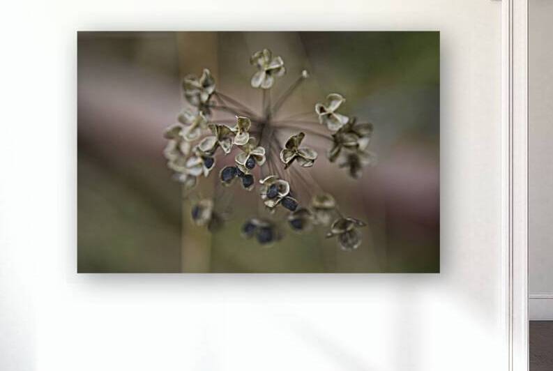 Dried out Garlic Chive Flower by Iris H Richardson