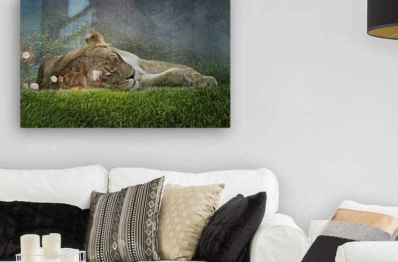 The Lion Sleeps at Louisville Kentucky Zoo by Shelia Hunt Photography