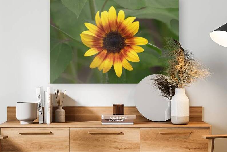Firecracker Sunflower - Radiant Bloom by Chad Meyer