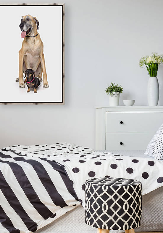 Great Dane And Dachshund Portrait by PacificStock