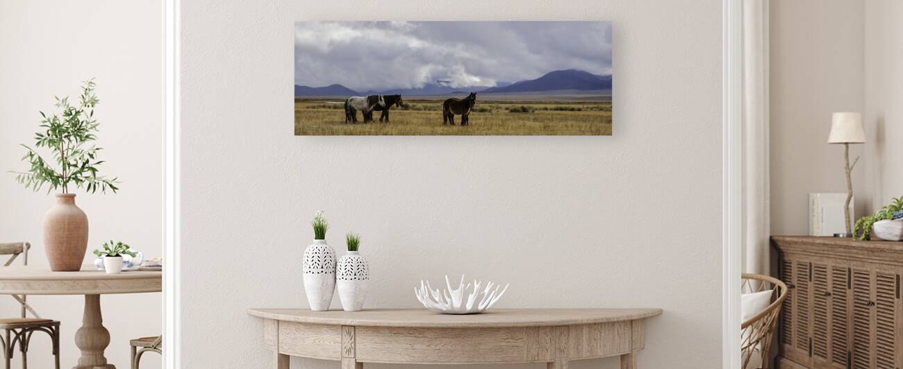 wild horses of mono county by Dylan Hall