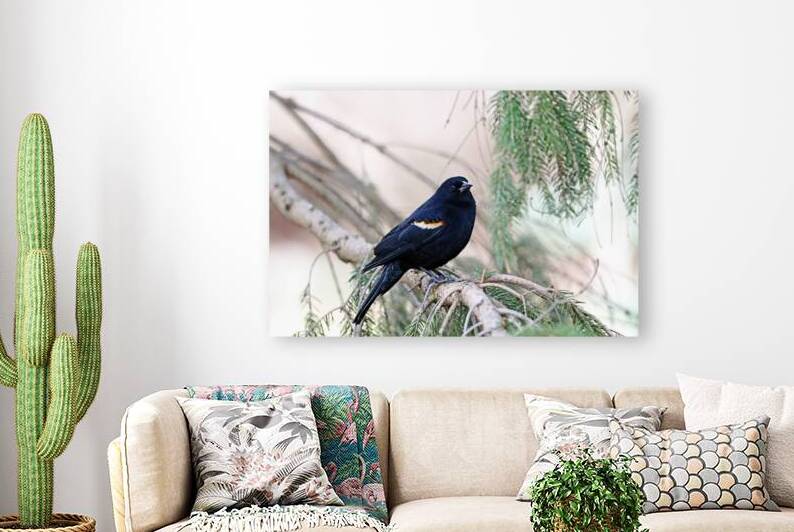 Red Winged Blackbird In The Spruce by Deb Oppermann