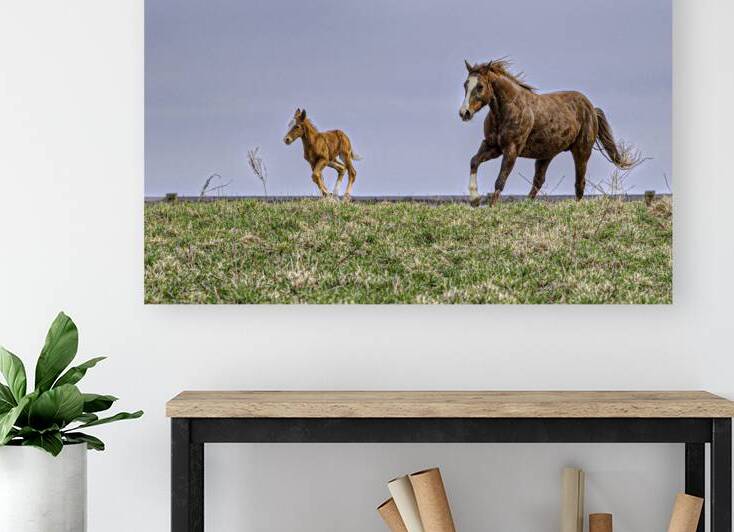 ANI 00106 by John Walborn Promenade Photos