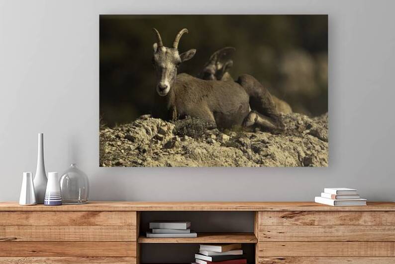 ANI 00094 by John Walborn Promenade Photos