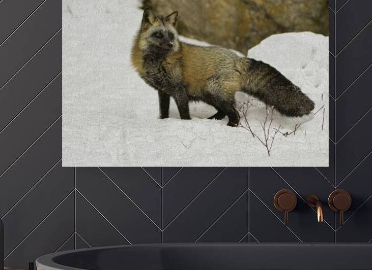 ANI 00151 by John Walborn Promenade Photos