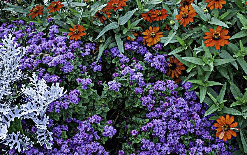 FLO 00424 by John Walborn Promenade Photos