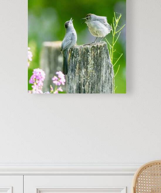 Two Cat Birds having a Conversation by Pisarek Photography