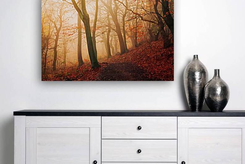 Wake up forest. by 1x