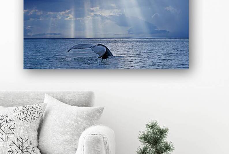 Whale and sun rays by 1x