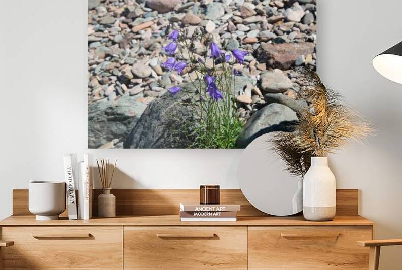 Harebell Wildflower Print by Stephen Emms