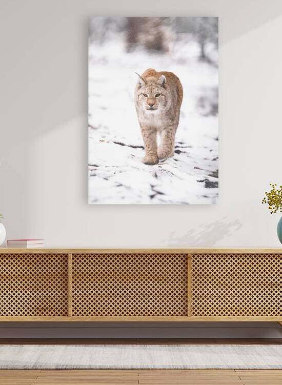 luchs nachher by Larsphotografie