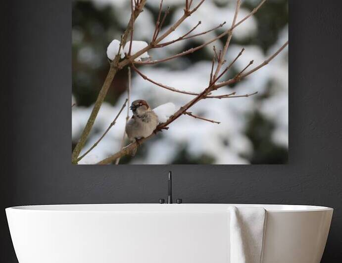 IMG 3455 by Larsphotografie