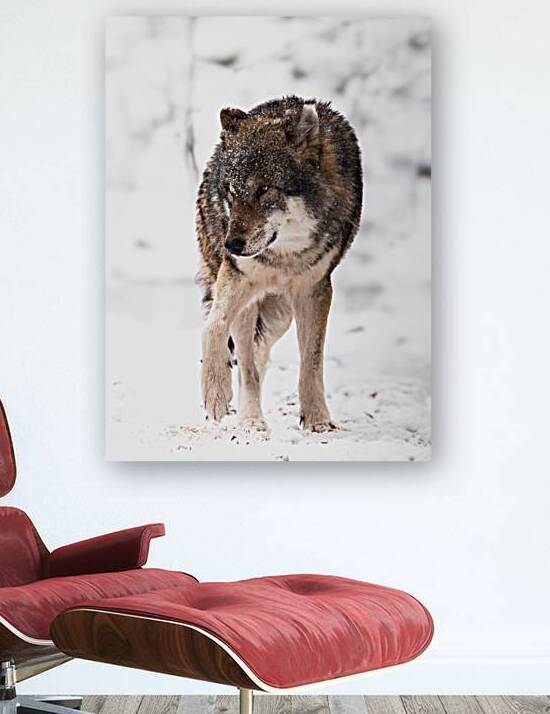 Wolf nachher by Larsphotografie