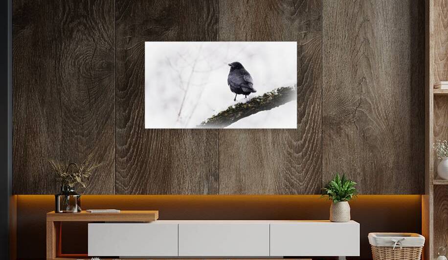 vorher rabe by Larsphotografie