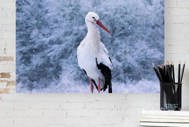 DSC 0024 Verbessert NR by Larsphotografie