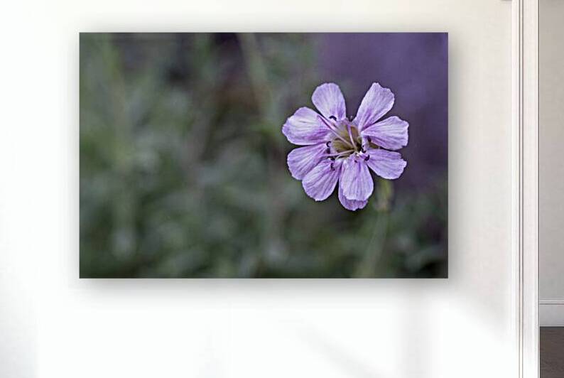 Mauve Melody by Suzanne Bonin