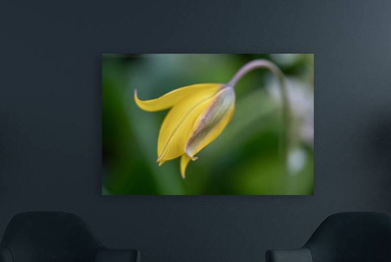 Yellow Bliss by Suzanne Bonin