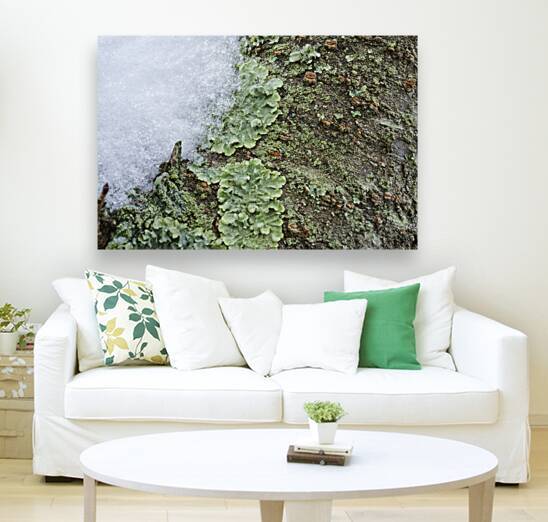 Cherry tree with Lichen and Snow II by Iris H Richardson