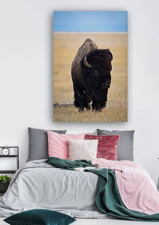 Grasslands Bison by Kevin Smith